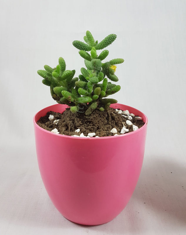 Delosperma echinatum