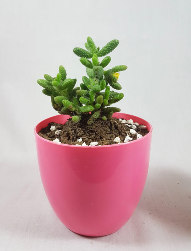 Delosperma echinatum