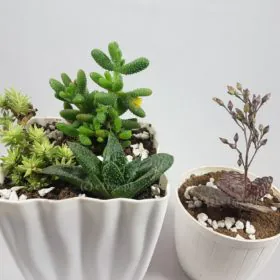 Raindrop eGarden Image
