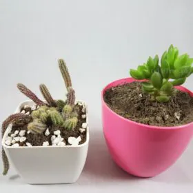 Clementine eGarden Image