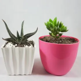 Verdurous eGarden Image