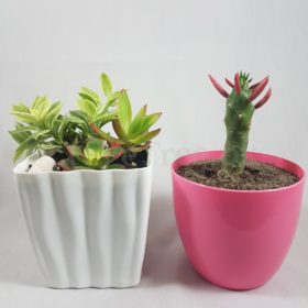 Ava eGarden Image