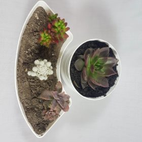 Daphne eGarden Image