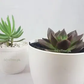 Drake eGarden Image