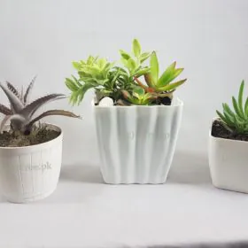 Hazel eGarden Image