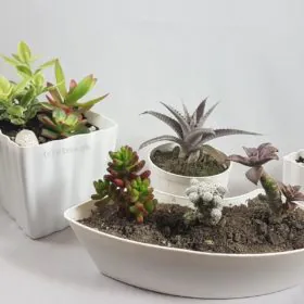 Neva eGarden Neva eGarden Image