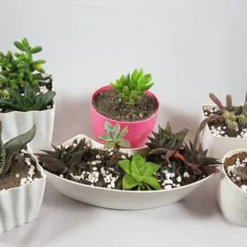 Vana eGarden Image