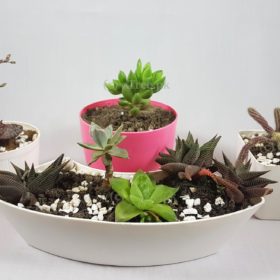 Teva eGarden Image