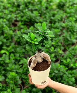 Buy Ficus Bonsai Online in Pakistan