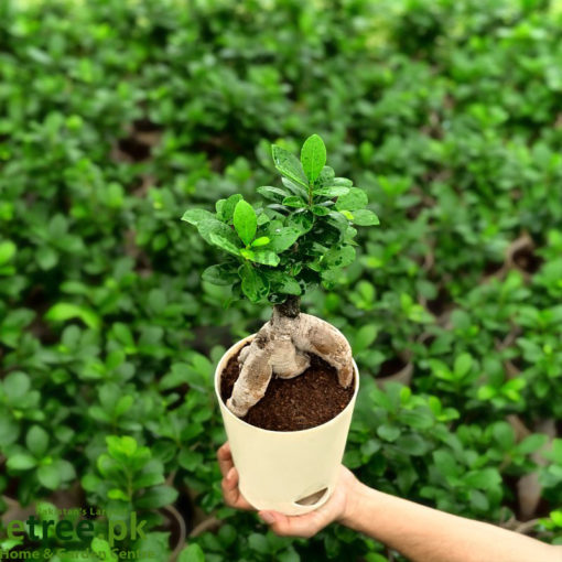 Buy Ficus Bonsai Online in Pakistan