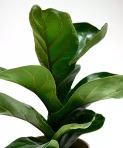 Buy Ficus Lyrata online in Pakistan