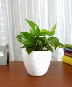 This ia a picture of money plant which is also known as Golden Pothos placed on a table to give an idea when you buy money plant online from etree.pk