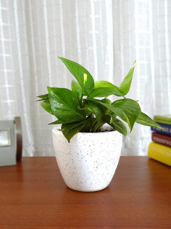 This ia a picture of money plant which is also known as Golden Pothos placed on a table to give an idea when you buy money plant online from etree.pk