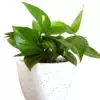 This ia a picture of money plant which is also known as Golden Pothos.