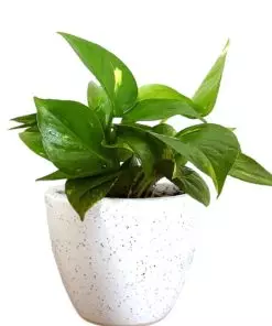 This ia a picture of money plant which is also known as Golden Pothos.