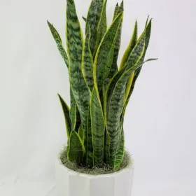 Snake Plant (Imported) | Sansevieria Trifasciata | Mother-in-Law's Tongue | سنیک پلانٹ | سینسی ویرا Image