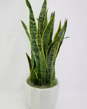 This a Product image of snake plant for easy identification for our customer at etree.pk when they buy snake plant online
