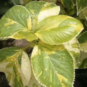 Acalypha wilkesiana tahiti flat | ویری گیٹڈ | ایکالیفا Acalypha wilkesiana tahiti flat | ویری گیٹڈ | ایکالیفا Image