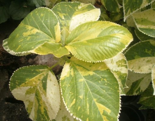 acalypha-wilkesiana-tahiti plant buy online in pakistan