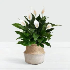 Peace Lily (Imported) | Spathiphyllum | پیس للی | سپیتھی فائیلم Image
