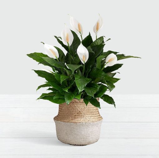 A picture of peace lily with full blossom. This image gives an idea about the peace lily product when you order from etree.pk online