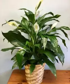 A picture of peace lily with full blossom. This image gives an idea about the peace lily product when you order from etree.pk online