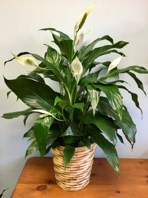 A picture of peace lily with full blossom. This image gives an idea about the peace lily product when you order from etree.pk online