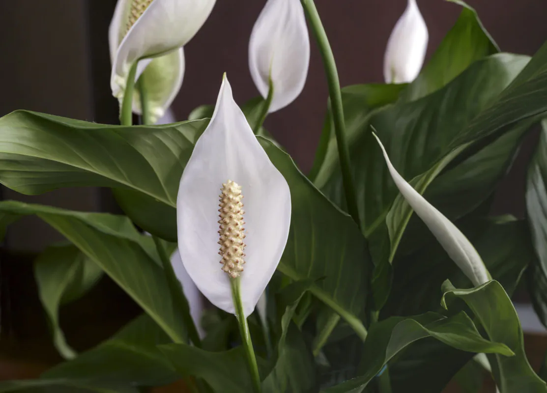 A picture of peace lily with full blossom. This image gives an idea about the peace lily product when you order from etree.pk online