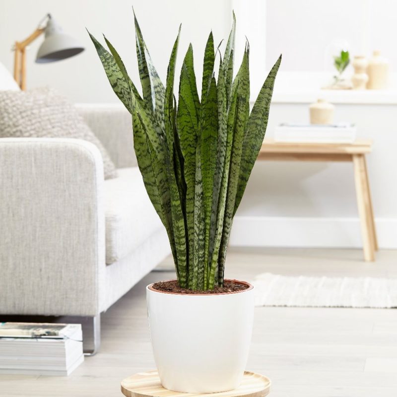 Buy Snake Plant Online in Pakistan Lahore Karachi