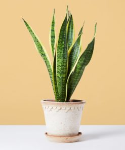 This a Gallery image of snake plant for easy identification for our customer at etree.pk when they buy snake plant online