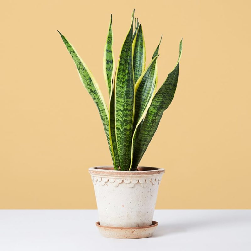 Snake Plant (Imported) | Sansevieria Trifasciata | Mother-in-Law’s ...