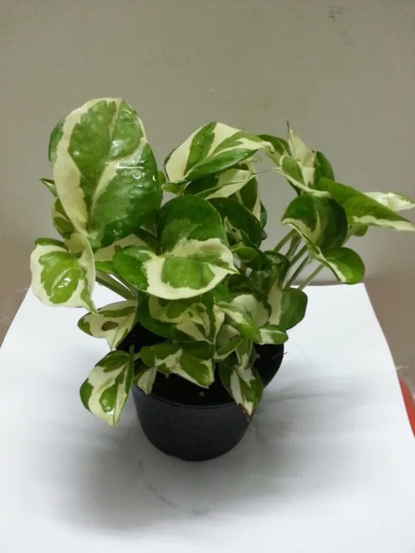 Money Plant Variegated