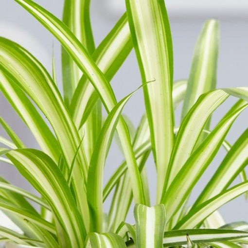 Buy spider plant online in lahore, pakistan,