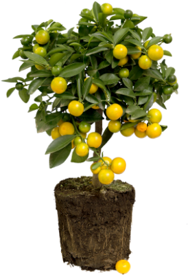 Lemon Plant seedless | Malaysian | Senghor | لیموں بیج کے بغیر – eTree.pk