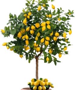 Buy Seedless hybrid Lemon Plant with high yield online in Pakistan, Lahore, Karachi and Islamabad