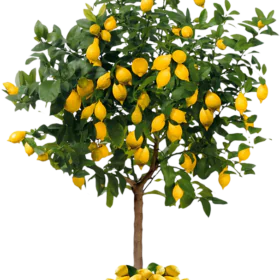 Lemon Plant seedless | Malaysian | Senghor | لیموں بیج کے بغیر Lemon Plant seedless | Malaysian | Senghor | لیموں بیج کے بغیر Image