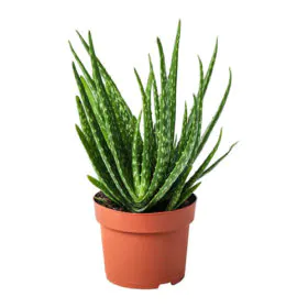 Aloe Vera Plant Aloe Vera Plant Image