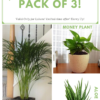 Pack of aloe vera, areca palm and money plant