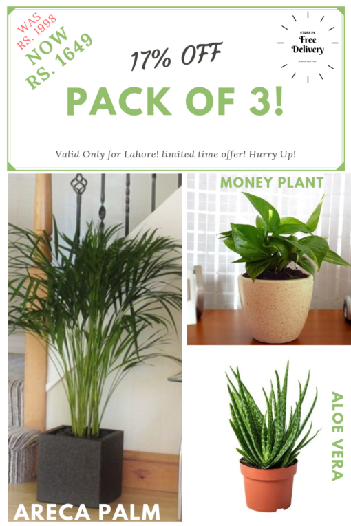 Pack of aloe vera, areca palm and money plant