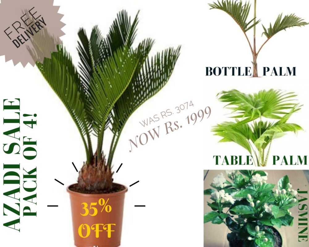 Palm Bundle