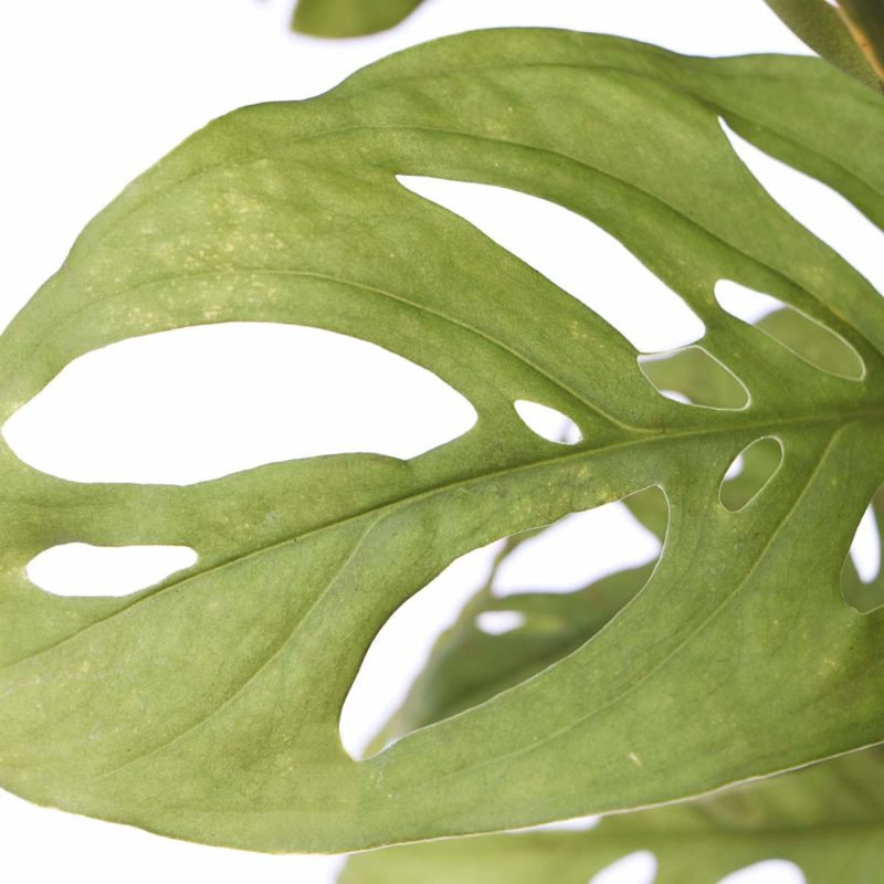 Broken Heart Plant (Monstera adansonii),