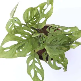 Broken Heart Plant ( Monstera adansonii), Image