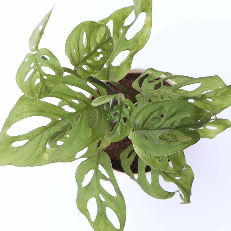 Broken Heart Plant (Monstera adansonii),