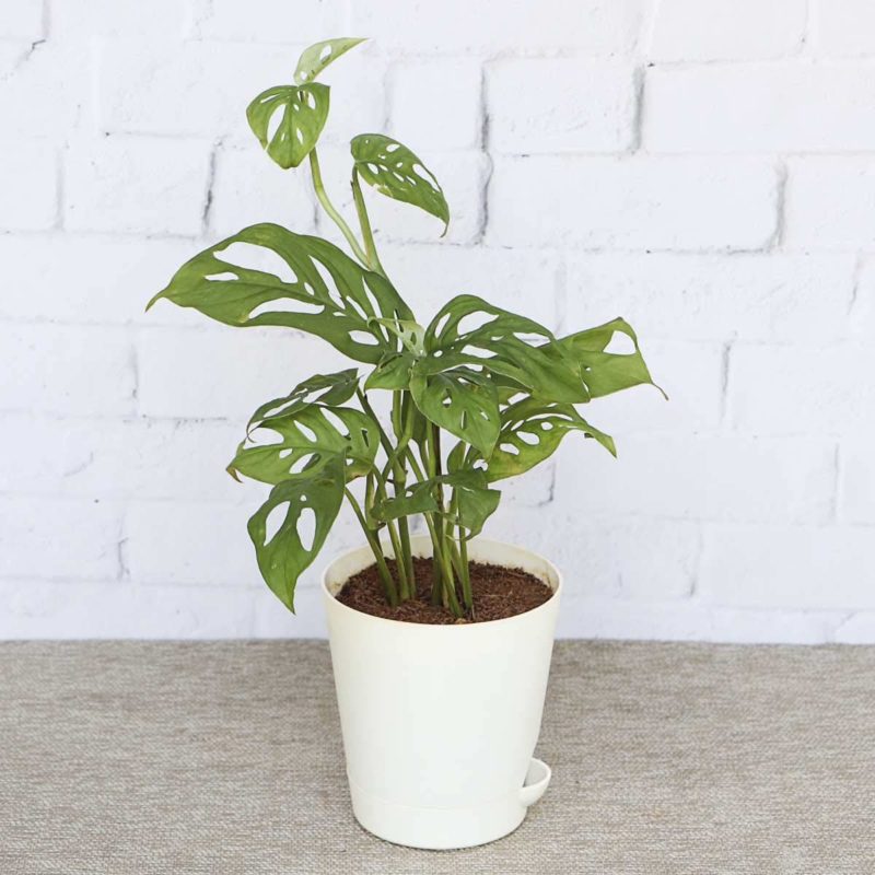 Broken Heart Plant (Monstera adansonii),