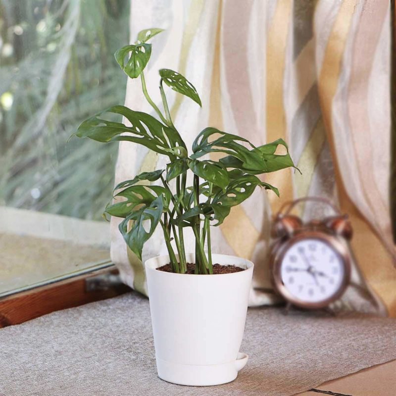 Broken Heart Plant (Monstera adansonii),