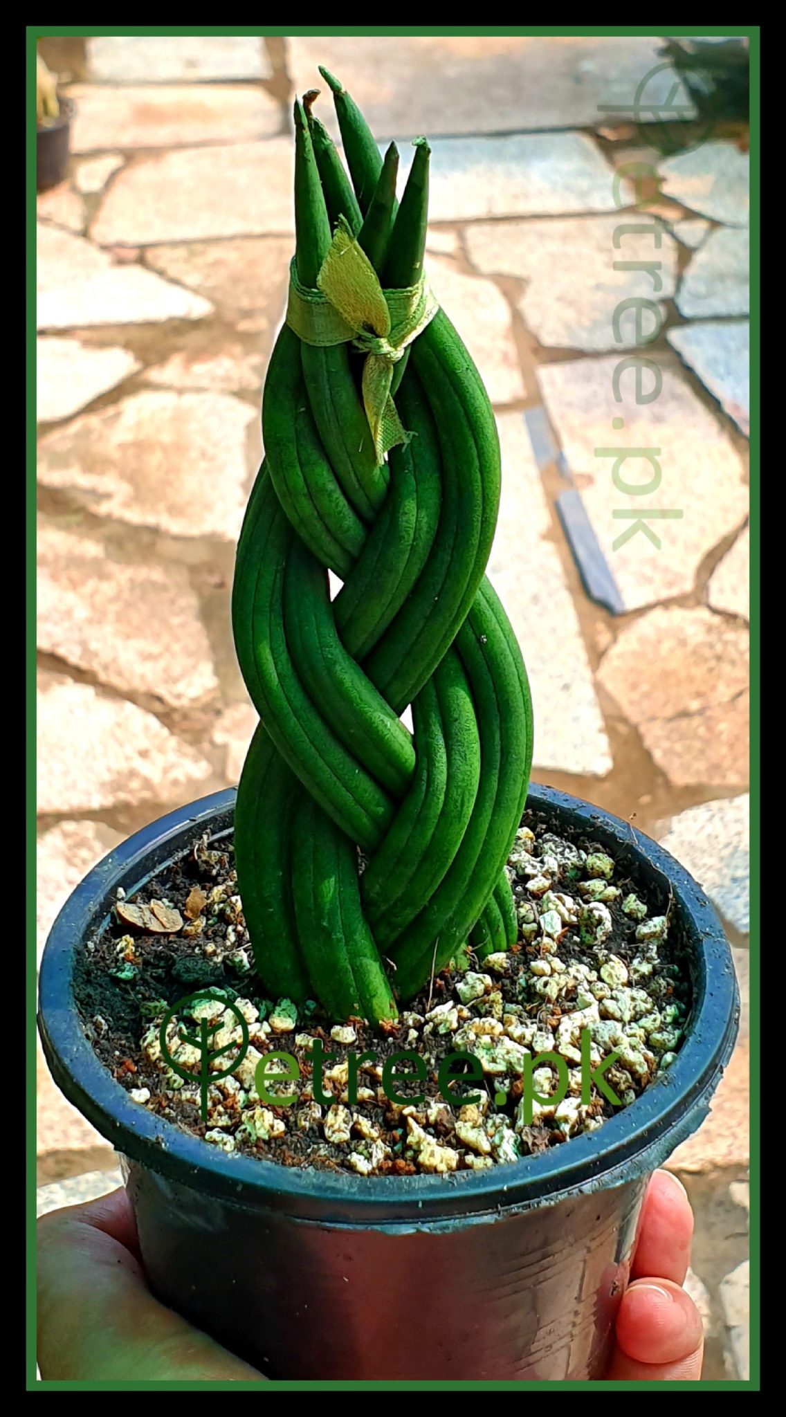 Sansevieria Cylindrica Braided African Spear Plant Medium Size Etree Pk,How To Grow Sweet Potatoes In A Bucket