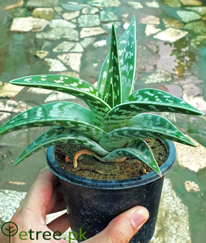 Aloe Variegated