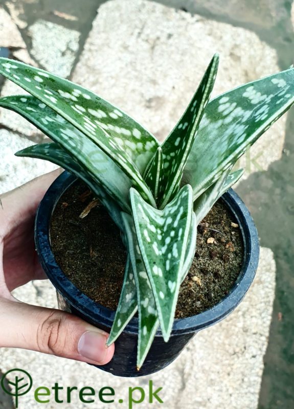 Aloe Variegated