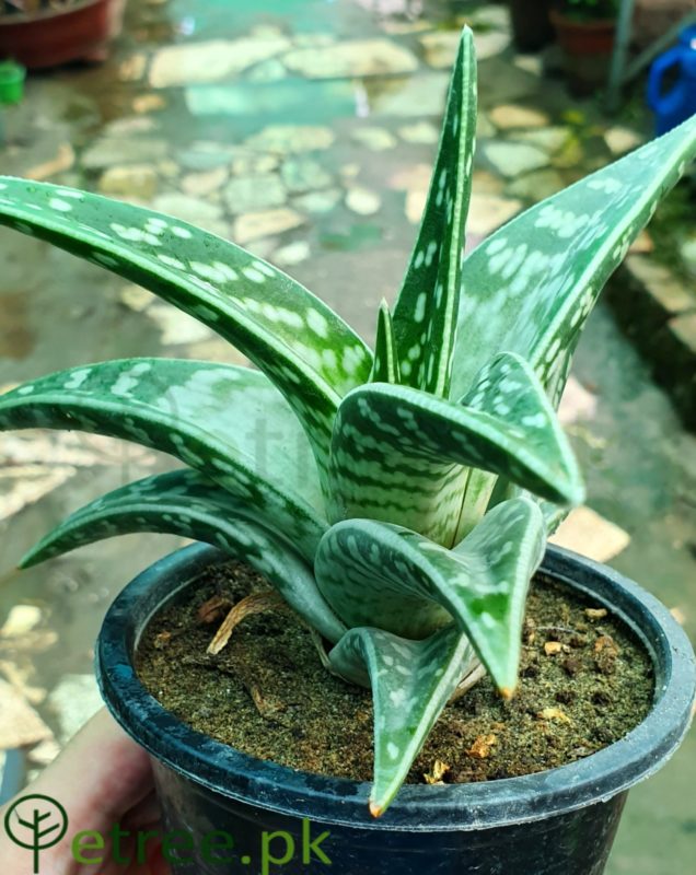 Aloe Variegated