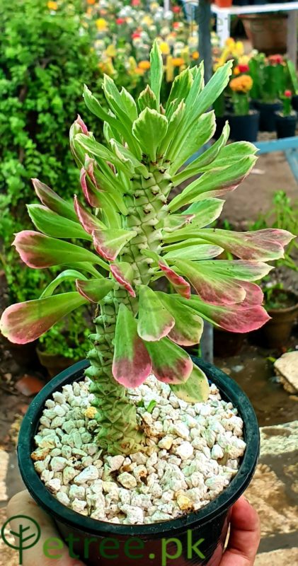 Aeonium arboreum (Atropurpureum)